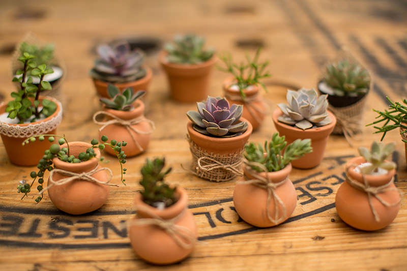 lembrancinhas de chá de panela suculentas