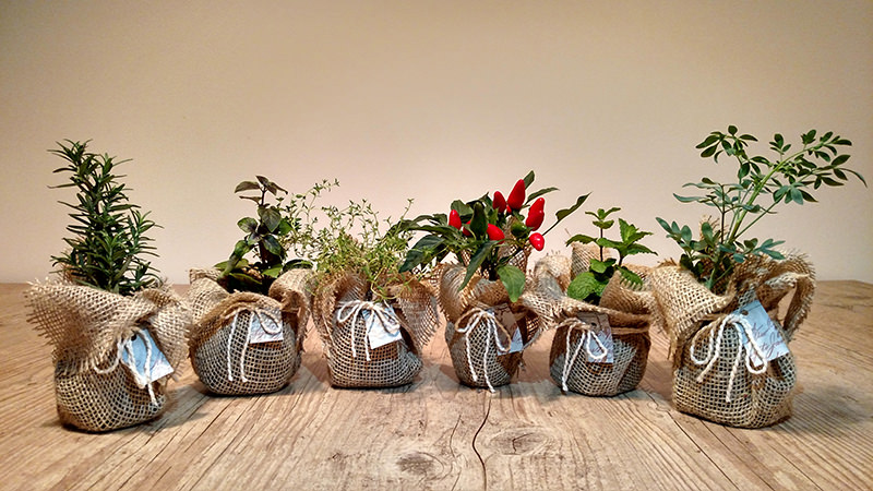 mudas de ervas e temperos 